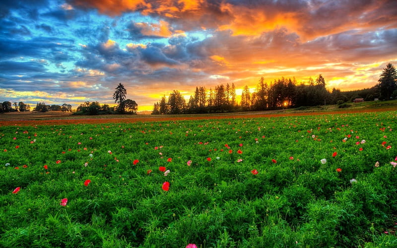 Spring meadow, colorful, wildflowers, flowers, bonito, spring, sky,  freshness, HD wallpaper | Peakpx