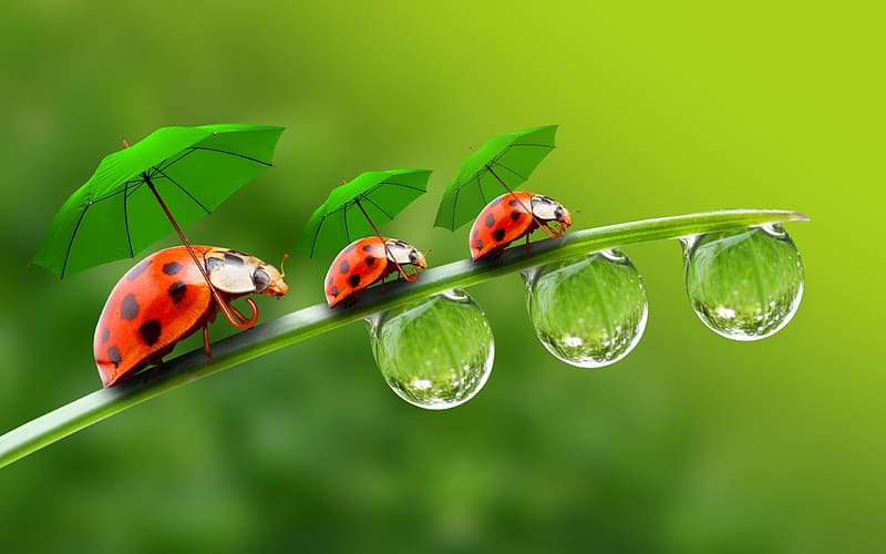 Ladybugs with umbrellas, fantasy, ladybug, green, red, nature, water, insect, umbrella, drops, gargarita, HD wallpaper