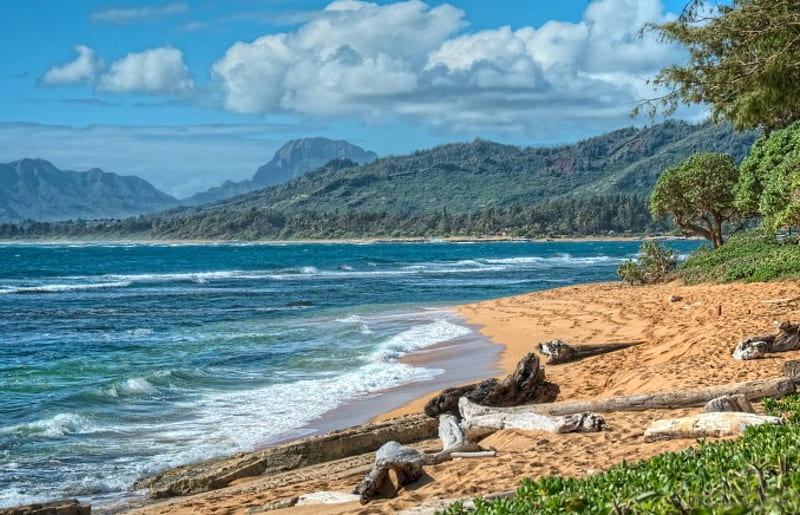 Driftwood on a beautiful yellow sand beach on Kauai Hawaii, polynesia, yellow, bonito, sea, beach, sand, polynesian, drift, wood, islands, ocean, hawaii, paradise, volcanic, island, tropical, kauai, HD wallpaper