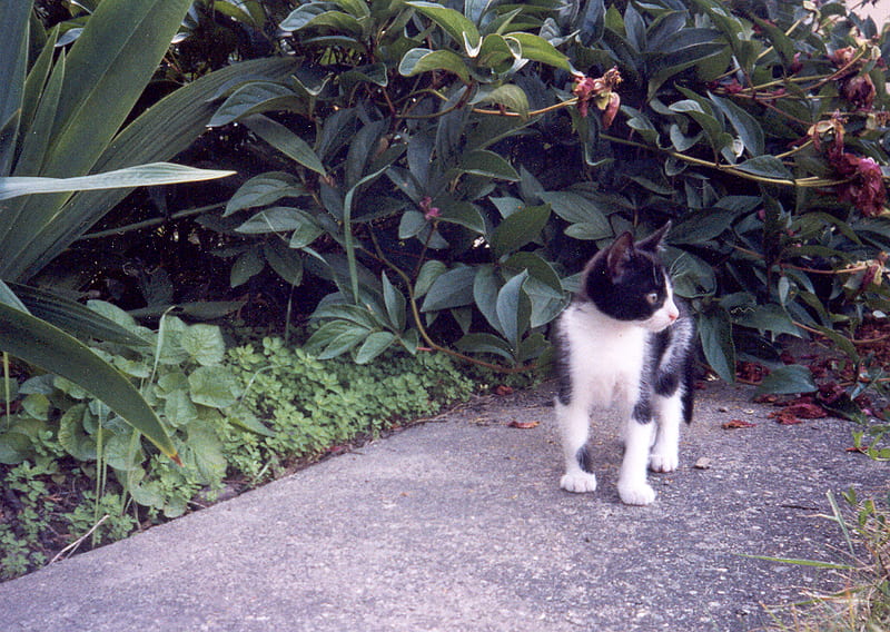 Little Saint at 8 weeks, vegetation, garden, walkway, black and white kitten, HD wallpaper