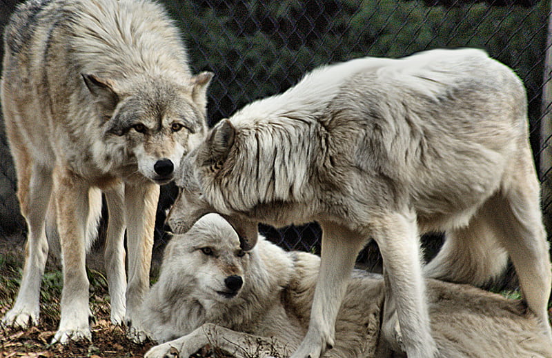 Captive Wolves, captive, nature, Wolves, animals, HD wallpaper