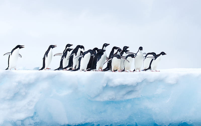 penguins on an ice floe, Antarctica, wildlife, ocean, penguins, HD wallpaper