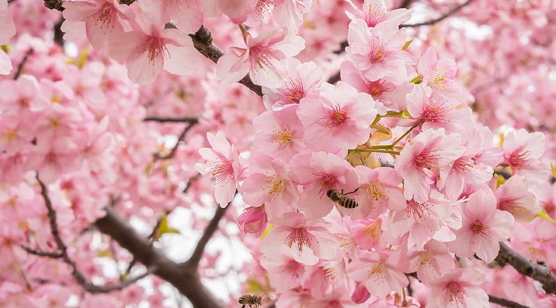 Spring Flowers Ultra, Seasons, Spring, Pink, Flowers, Blossom, HD wallpaper
