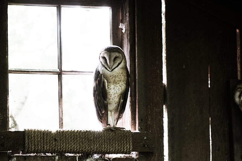 grey and black barn owl near glass window during daytime, HD wallpaper