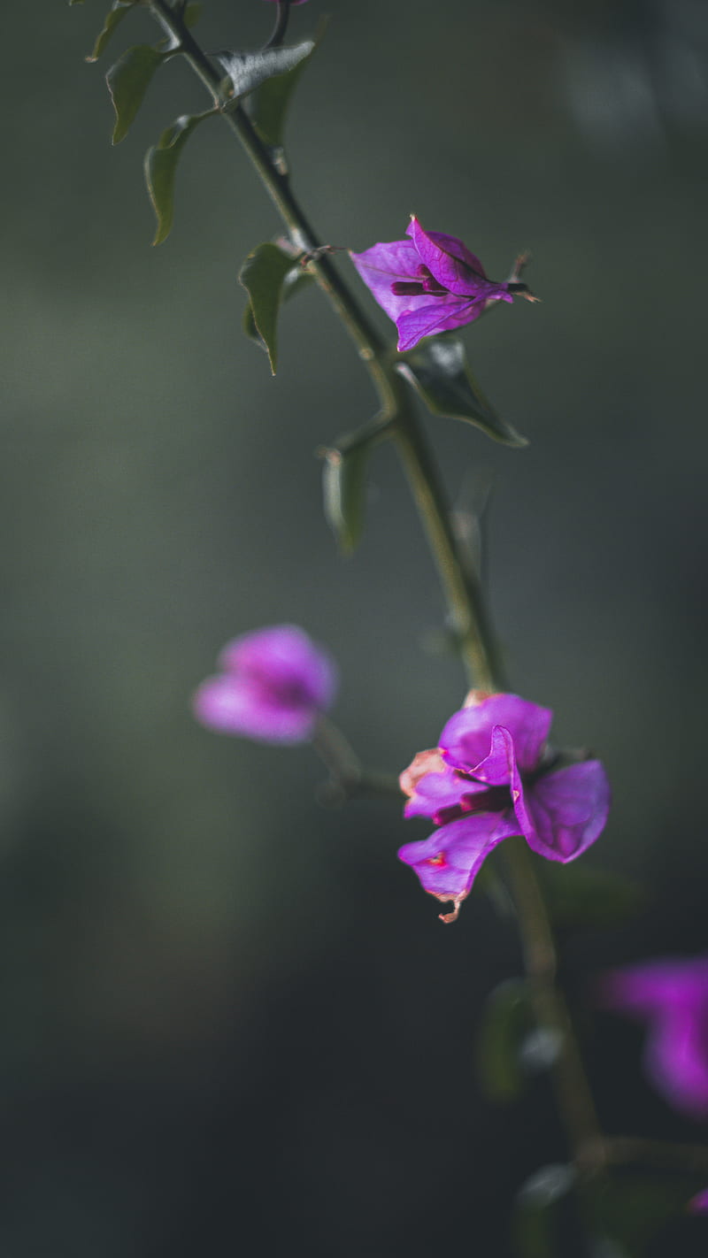 purple moth orchid, HD phone wallpaper