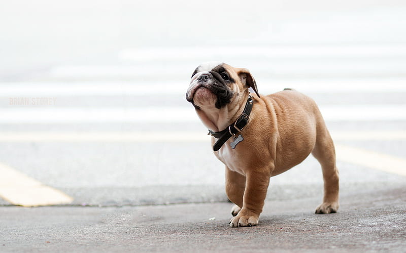 English Bulldog, puppy, small funny dog, pets, cute animals, dogs, HD wallpaper