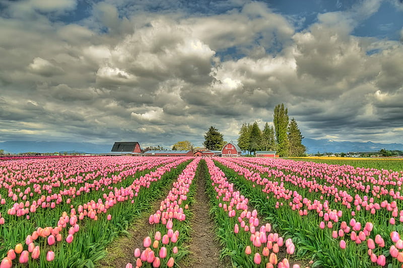 tulips farm, pretty, nice, lovely, clouds, HD wallpaper