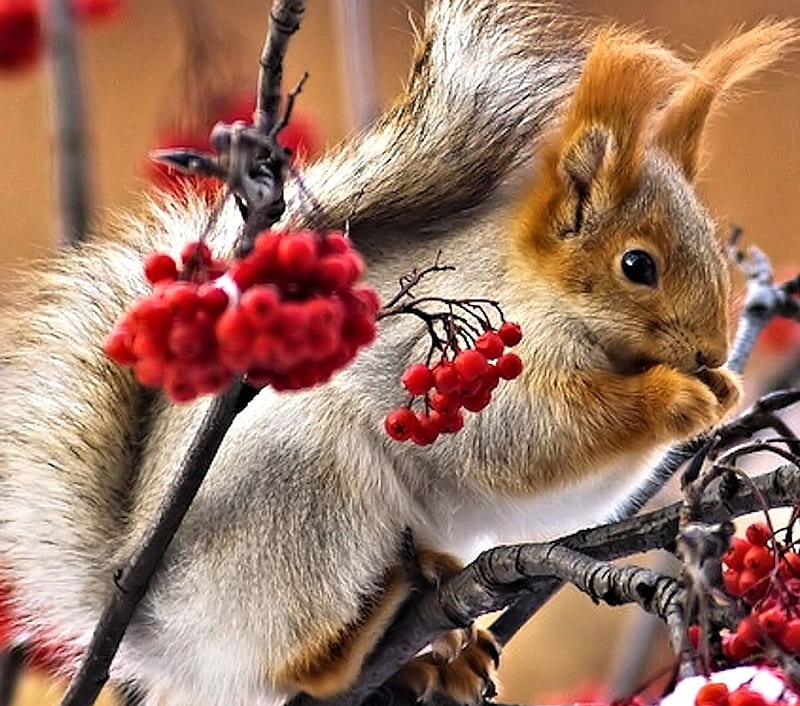 cute squirrel wallpaper