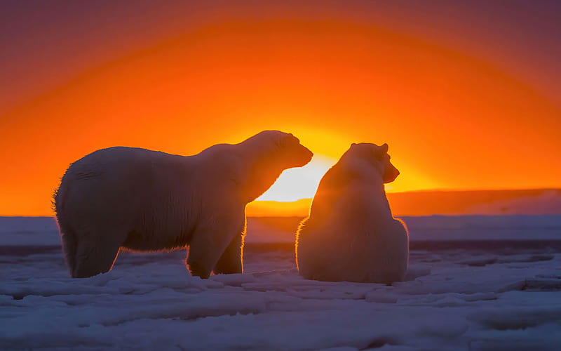 polar bears snowdrifts, sunset, mother and cub, predators, bears, maritime bears, Ursus maritimus, wildlife, HD wallpaper