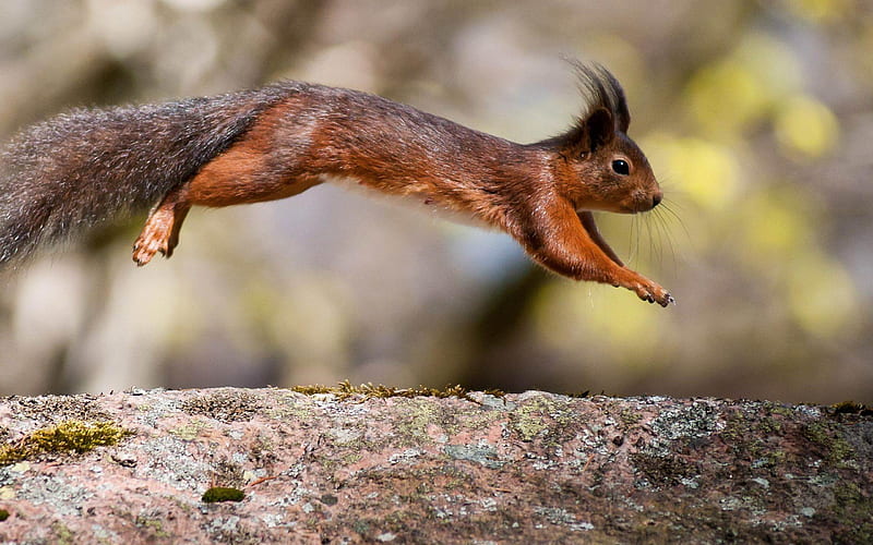 Squirrel Jump-Animal, HD wallpaper