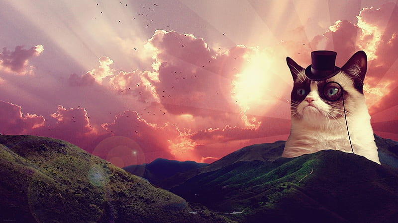 grumpy cat, mountain, sunset, grumpy, cat, HD wallpaper