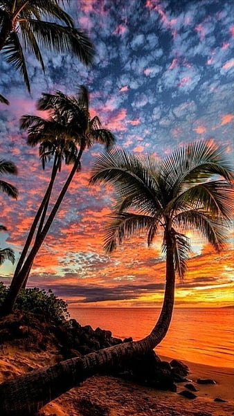 Love and Romance, planets, guy, sunset, clouds, woman, palm trees ...