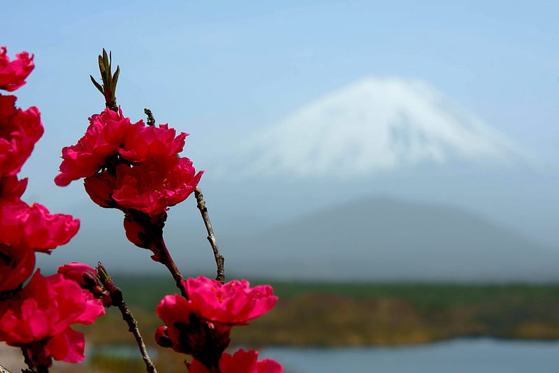Mt. Fuji, mountain, red, japan, background, flowers, HD wallpaper