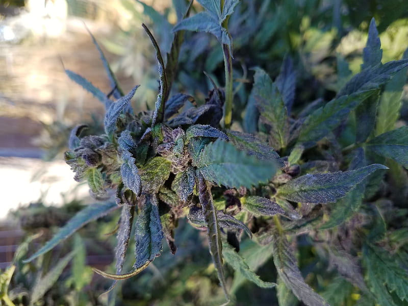 alaskan purple, cannabis, pot, weed, purple, HD wallpaper alaskan purple, cannabis, pot, weed, purple, HD wallpaper