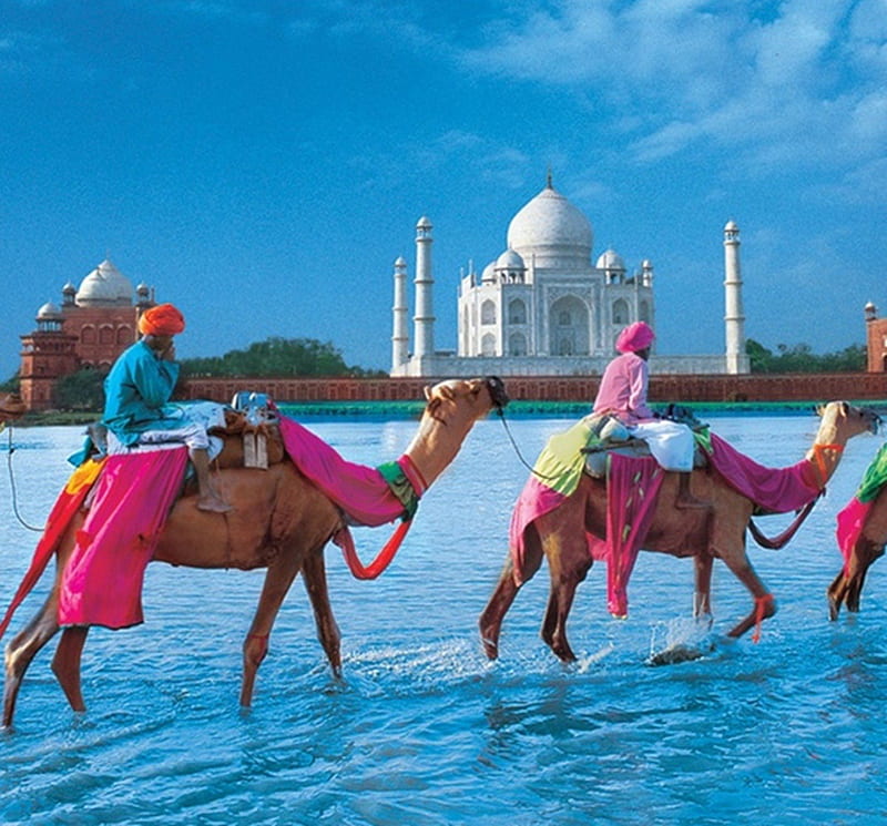 the Taj Mahal, architecture, monument, Bedouins, camels, Bedouin, caravan, HD wallpaper