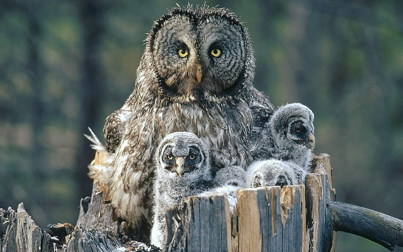 Owl Family-Animal World Series, HD wallpaper