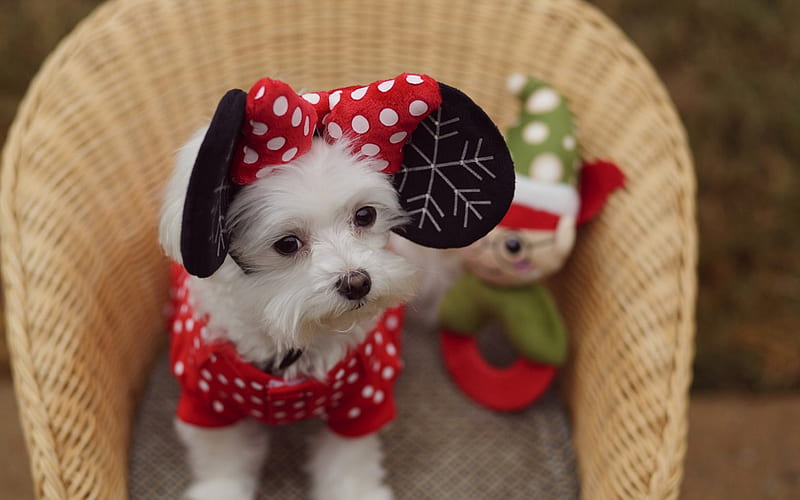 red, christmas, ears, toy, black, bow, cute, basket, minnie, white, puppy, dog, HD wallpaper