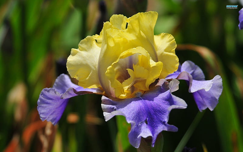 ~Yellow & Purple Iris~, pretty, lovely, yellow, spring, purple, flower, nature, petals, iris, HD wallpaper