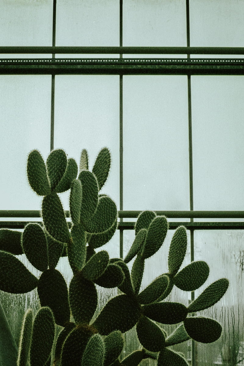 cactus, succulent, plant, window, HD phone wallpaper