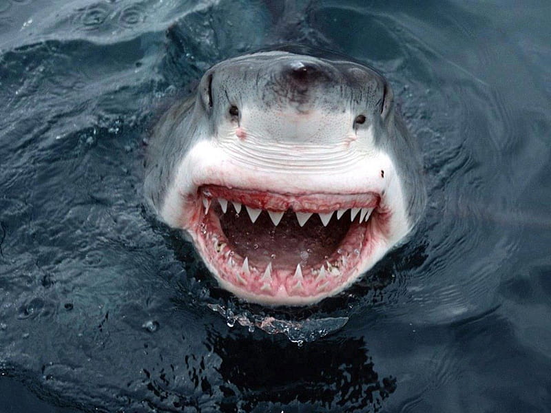 Shark's Sharp Teeth!!, dangerous, fish, ocean, jagged, predator, shark, bite, swim, teeth, HD wallpaper