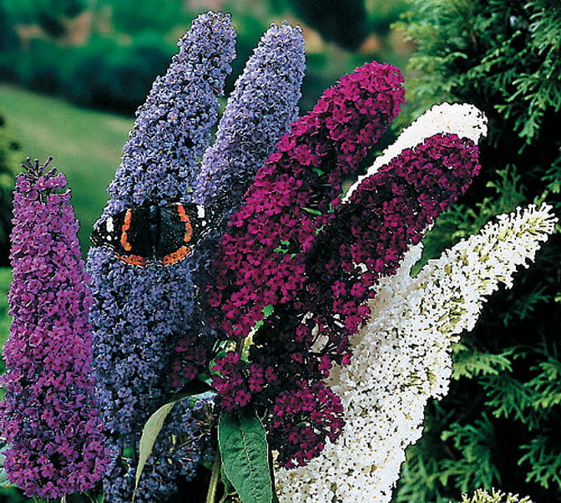 Butterfly bush, orange and black, butterfly, purple, bush, flowers, white, blue, HD wallpaper