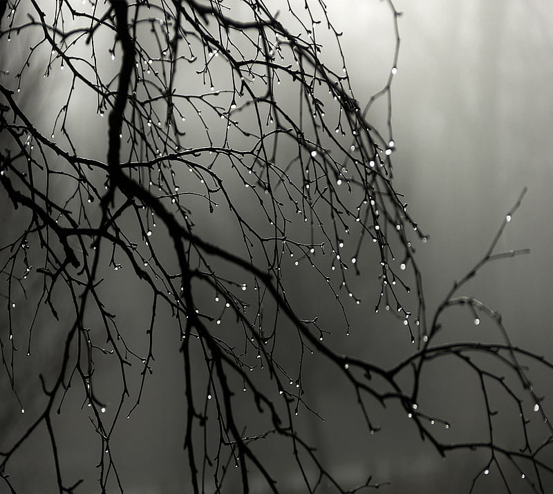 rain, dew, branch, HD wallpaper