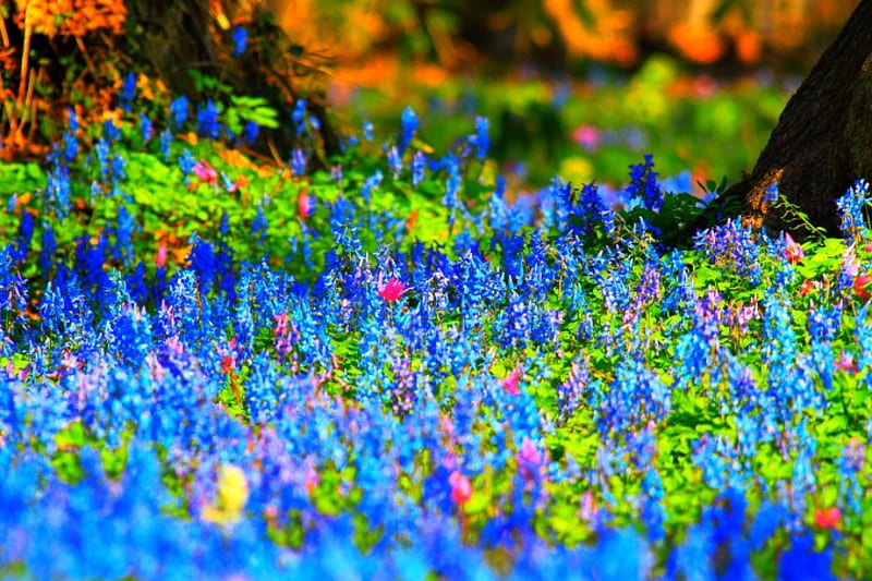 BLOOMING FOREST, forest, violet, blooming, dogtooth, HD wallpaper