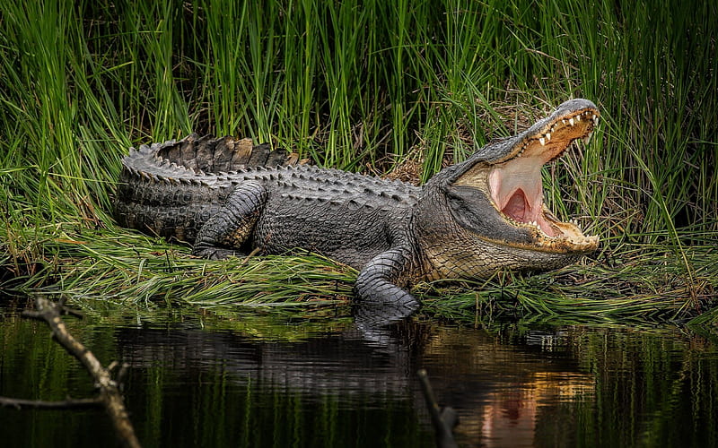 alligator, predator, crocodile, lake, HD wallpaper