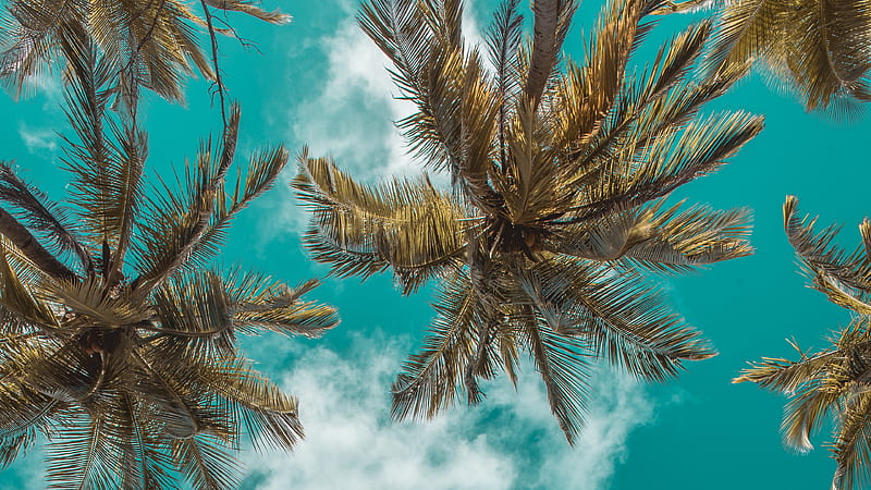 Earth, Palm Tree, Cloud, Sky, HD wallpaper | Peakpx