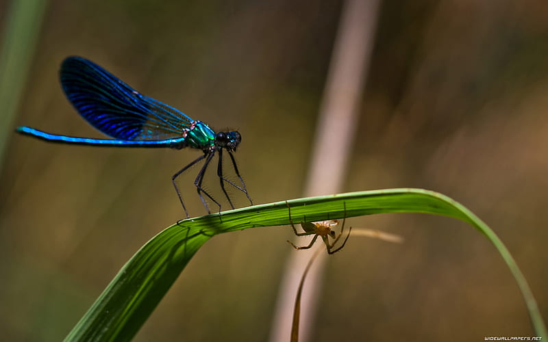 BLUE DRAGONFLY, dragonfly, blue, animals, insects, HD wallpaper