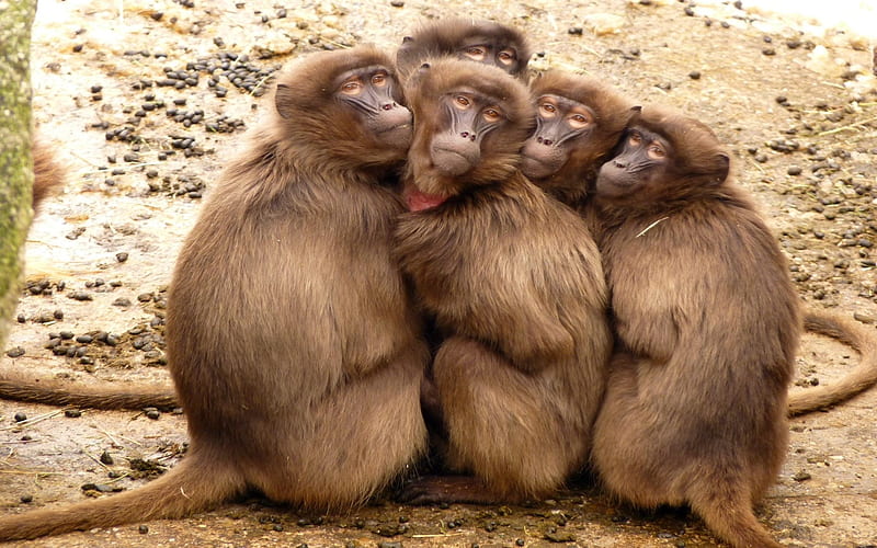Baboons Brown, Family, Brown, Monkies, Baboons, HD wallpaper