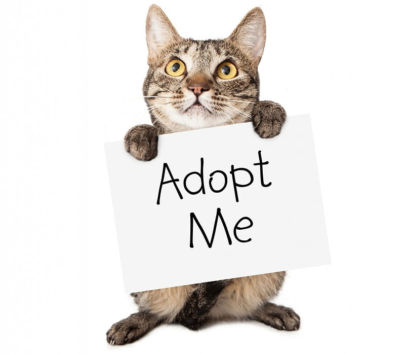 Adopt me, funny, white, cat, animal, card, pisica, HD wallpaper