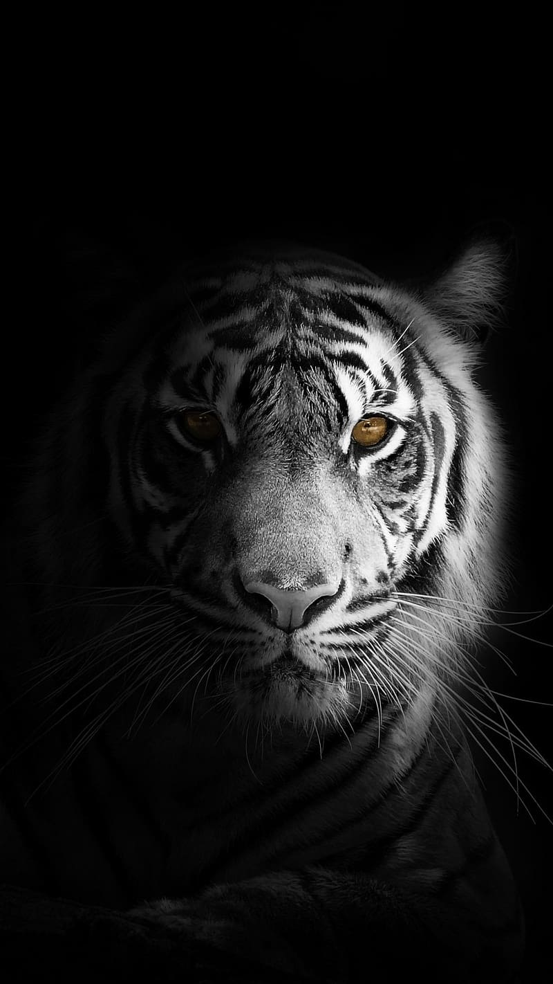 Black Tiger Potrait, black tiger, potrait black and white, HD phone wallpaper