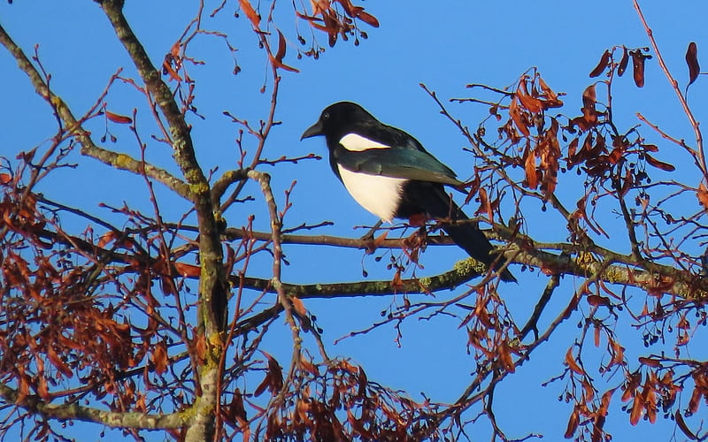 Magpie, Latvia, tree, bird, HD wallpaper