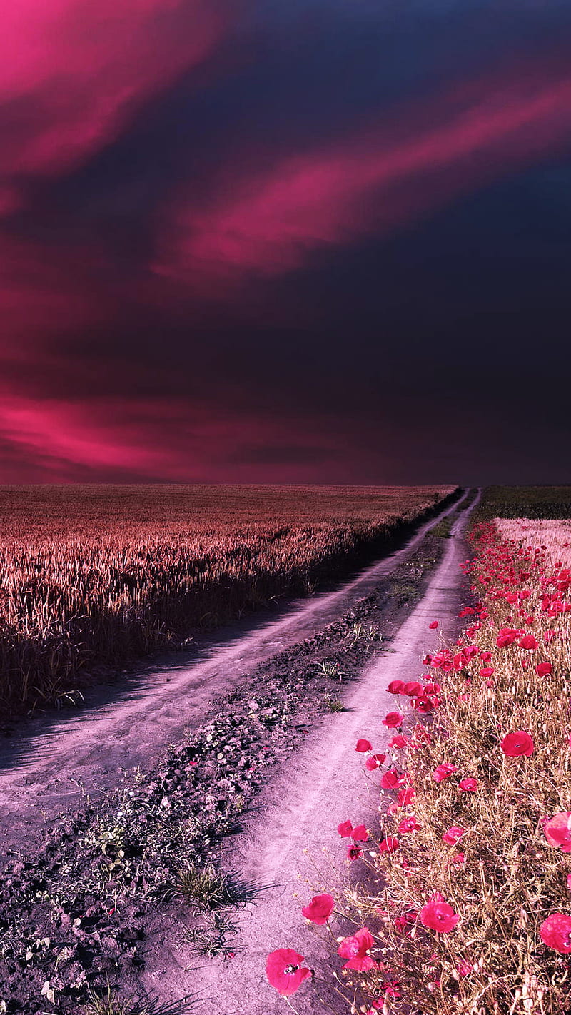Road, field, landscape, nature, sky, HD phone wallpaper