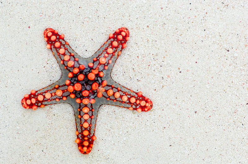 red starfish, sand, Animal, HD wallpaper