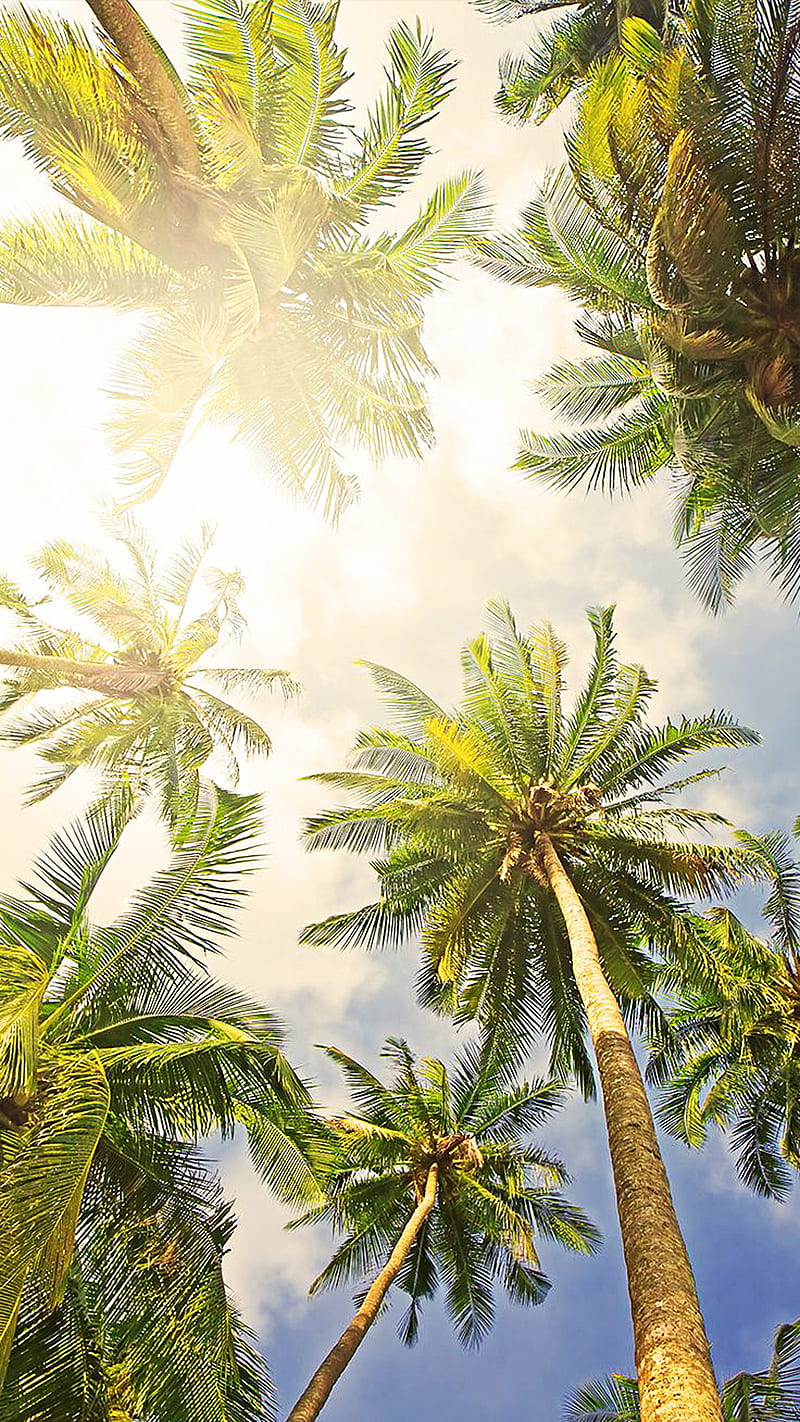 palm trees, sky, sunshine, HD phone wallpaper