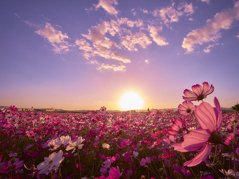 Sunset over the Flowers Field, flowers, nature, sunset, clouds, field, HD wallpaper