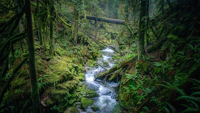 Creek running through a temperate rainforest near the coast of British Columbia, trees, forest, water, stones, HD wallpaper