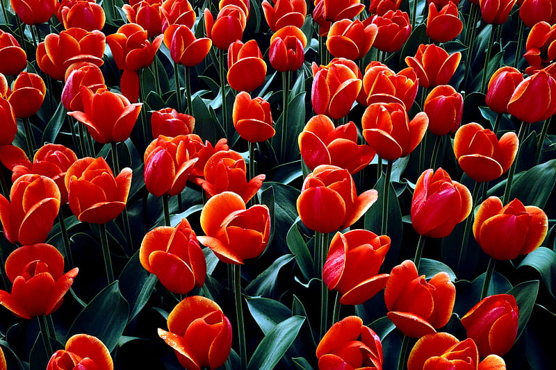 Tulips Bed for Resting of Your Dreams, red, pretty, view, bonito, bed, graphy, flower, flowers, beauty, nature, tulips, scenery, tulip, HD wallpaper
