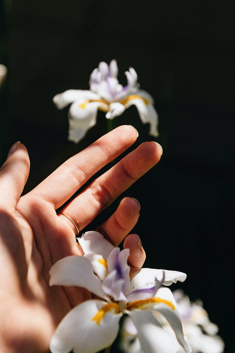 hand, iris, flower, ring, HD phone wallpaper