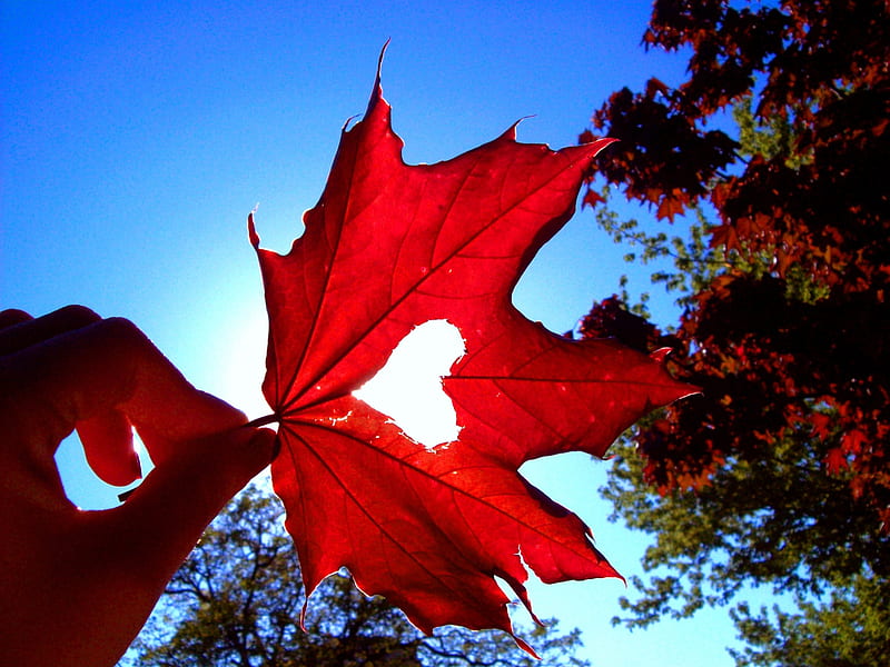 Love Of Autumn, autumn, sun, trees, sky, leaf, leaves, love, heart, hand, HD wallpaper