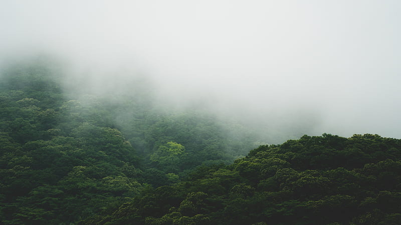 Green Nature, foggy, forest, jungle, mist, road, trees, HD