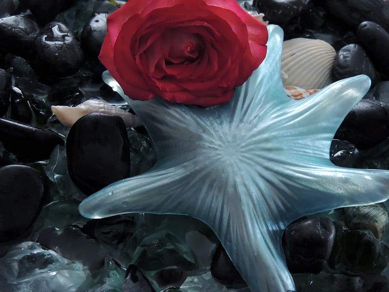 Starfish And A Rose, Starfish, Red, Rose, graphy, Stones, Flower, HD wallpaper