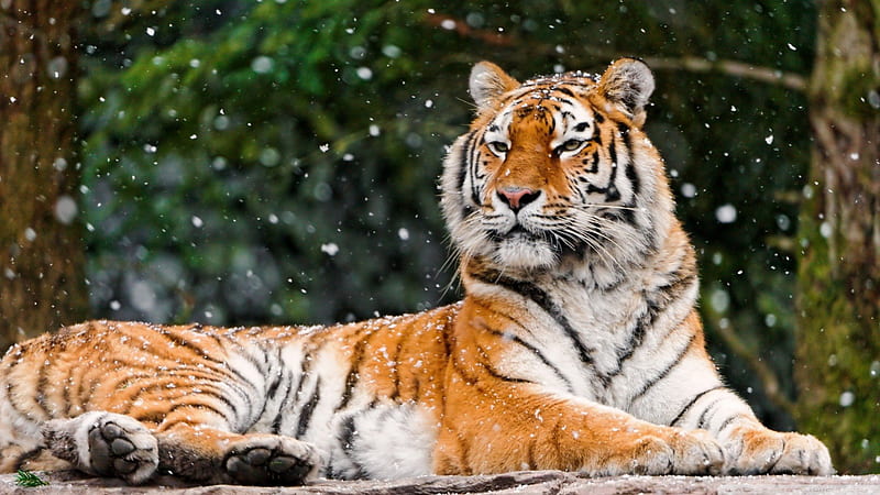 Siberian tigress, powerful, aware, majestic, bonito, HD wallpaper