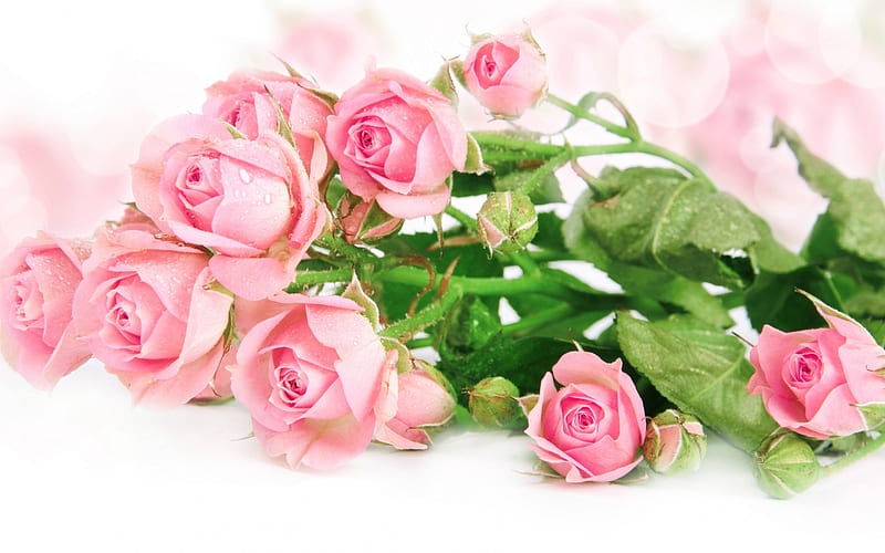 pink roses, bouquet of roses, drops of water on flowers, freshness, pink flowers, floral background, HD wallpaper