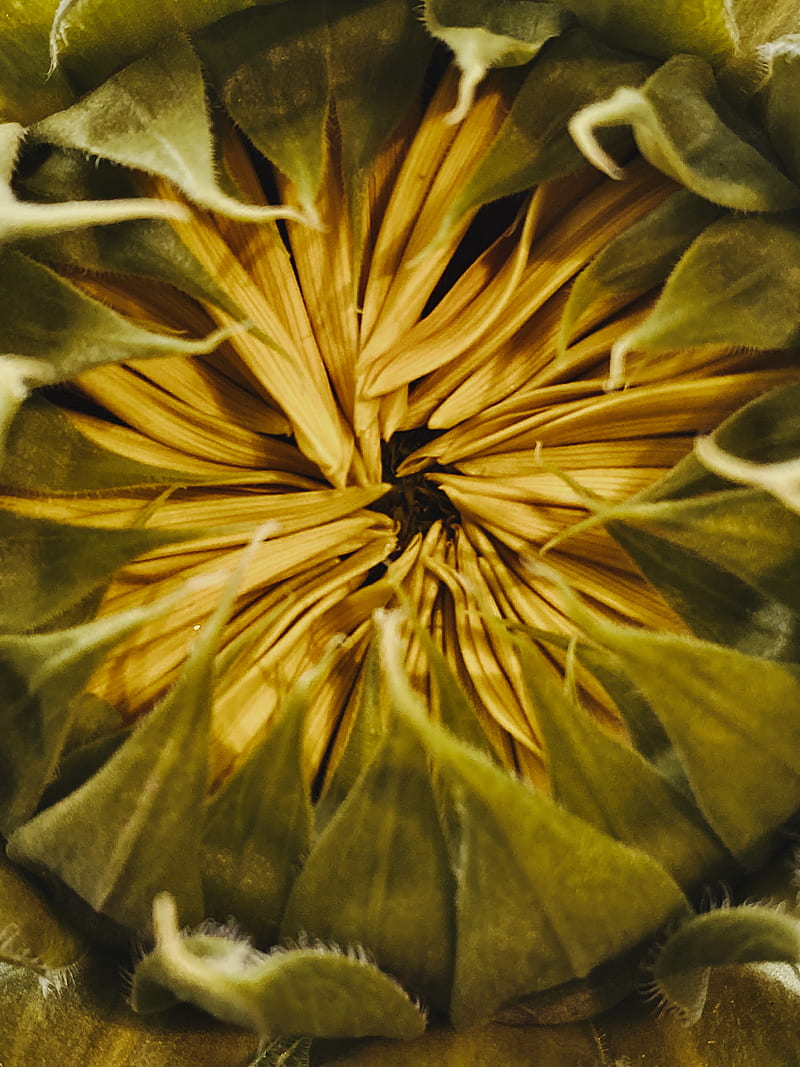 sunflower, bud, petals, macro, HD phone wallpaper