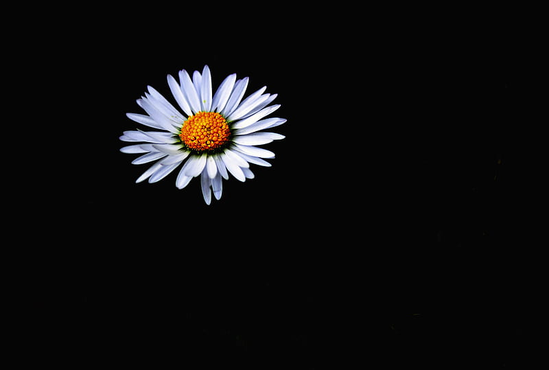 daisy, flower, white, darkness, minimalism, HD wallpaper