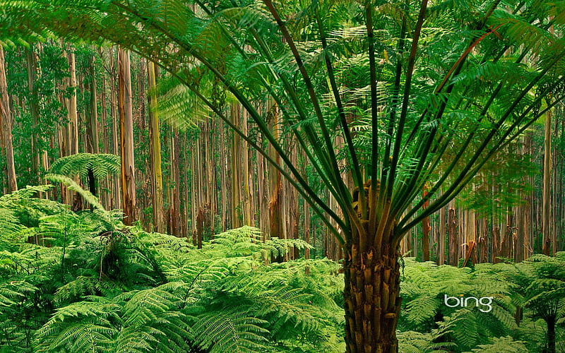 Dandenong District National Parks eucalyptus forests and soft tree fern, HD wallpaper