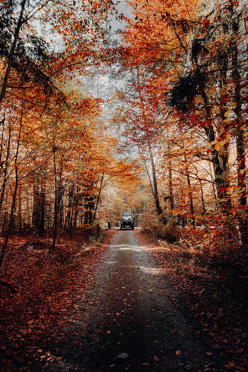 forest, road, car, autumn, nature, HD phone wallpaper